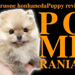 【 ポメラニアン 】超たぬきポメ！オレンジカラーのキューティーボーイ登場！