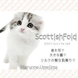 【 スコティッシュフォールド 】人気の垂れ耳！丸顔が可愛いシルバータビーの女の子