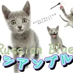 【 ロシアンブルー 】ボイスレスキャットとは正にこのこと！運動神経NO1キャット