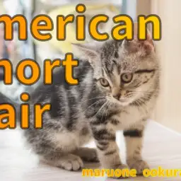 【 アメショ 】美しいシルバーのクラシックタビーとクレオパトラライン！