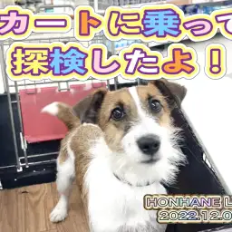 【 トレーニング 】カートに乗って探検したら楽しかったよ!ジャックちゃんの巻