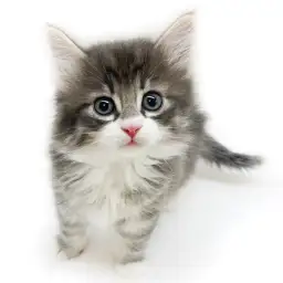 ノルウェージャンフォレストキャット