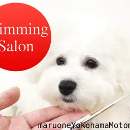 【 元町トリミング 】マルワン横浜元町店トリミングサロンのご案内♪♪
