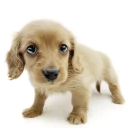 ミニチュア・ダックスフント