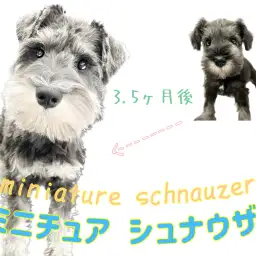 【 ミニチュア・シュナウザー 】生後5ヶ月！甘えん坊シュナちゃんの成長記録！