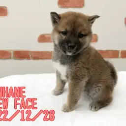【 New Face 】12/28本羽田店の新しい子犬達のご紹介