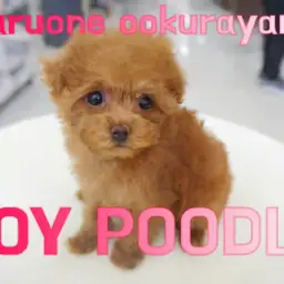 【 トイ・プードル 】小さめ・女の子・レッドカラー人気高いトイプー！