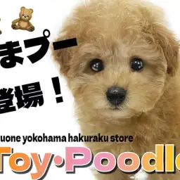【 トイ・プードル 】小さめサイズのテディベア系わんこ！くまプーの可愛さをお届け