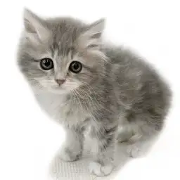 ノルウェージャンフォレストキャット