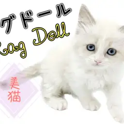 【 ラグドール 】大人気ブルーポイントバイカラー！激甘にゃんこがやってきた！