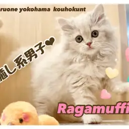 【 ラガマフィン 】これぞ猫のテディベア！ふんわり可愛い系大型猫にゃん