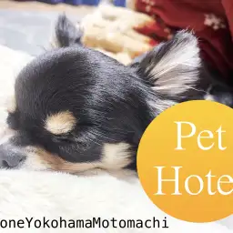 【 元町トリミング 】マルワン横浜元町店ペットホテルのご案内♪