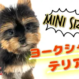 【 ヨークシャーテリア 】よちよち歩きが最高に可愛い！超短足ヨーキーちゃん！