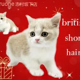 【 ブリティッシュショートヘアー 】まんまるお顔の癒し系ボーイがやってきた!