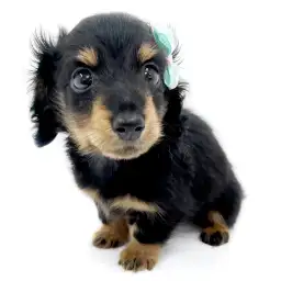 カニンヘン・ダックスフント