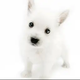 ウェストハイランドホワイトテリア