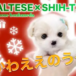 【 MIX 】希少！仰天！圧倒的な可愛さマルシーズがやってきた！