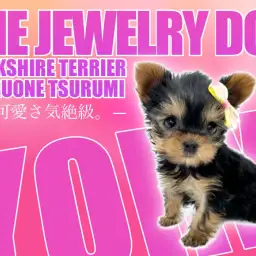 【ヨークシャテリア】小さめ！つぶらな瞳、艶やかな被毛のヨーキーちゃん！