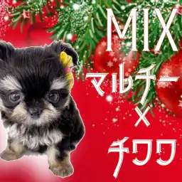 【 マルチワ 】ブラタン・ドワーフ・フレンドリーなスペシャルMIX！