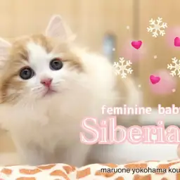 【 サイベリアン 】一瞬で虜になっちゃうフェミニンBaby