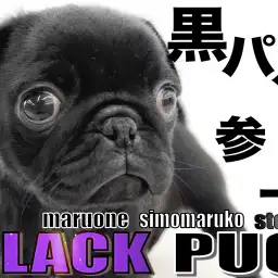【 パグ 】鼻ぺちゃの沼にハマる人続出?!魅惑の黒パグ参上!
