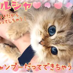 【 ペルシャ 】天才キャット現る！お手入れ完璧！シャンプーも出来ちゃうもんね！