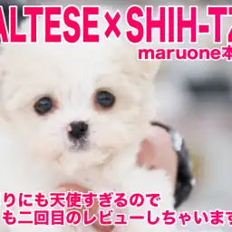 【 マルシーズー 】あまりにも天使すぎるので早くも2ndレビューしちゃいます。