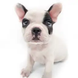 フレンチブルドッグ