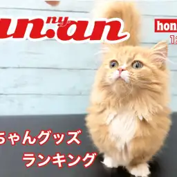 【 ニャンニャン12月号 】猫ちゃんグッズ！人気ランキングのご紹介
