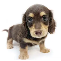 ミニチュア・ダックスフント