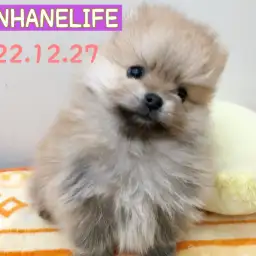 【 ホンハネライフ 】コロコロプリプリポメラニアンちゃん