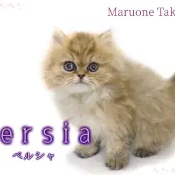 【 ペルシャ 】綿毛と間違えちゃう!?これ以上ないふわふわにゃんこが登場!