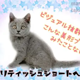 【 ブリテッシュショートヘア 】キリっとした美形にゃんこ！甘えんぼな性格に胸キュン！