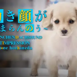 【 カニンヘンダックスフント 】初心者必見！イエローカラーの小さめ美形わんこ！