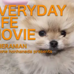 【 ポメラニアン 】ショートボディの美しさ【VLOG】