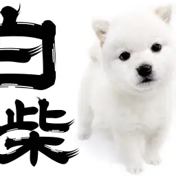 【 白柴 】超希少な白柴！！元気いっぱいな小さめな女の子！