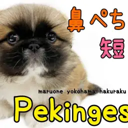 【 ペキニーズ 】マイペースさがウリ！安心のむっちり体型はまるで饅頭！？
