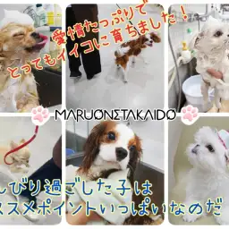 【 パピートレーニングって大事！ 】のんびり育っている子達のメリット教えます！