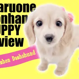 【 カニンヘンダックスフント 】綺麗なイエローカラーの女子の生後60日レポート!