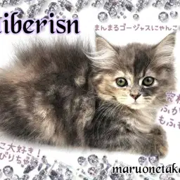 【 サイベリアン 】大注目の低アレルゲンキャット！のんびりマイペースな甘えん坊！