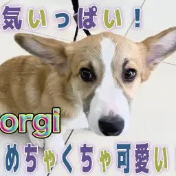 【 コーギー 】コーギーマニア絶賛!生後5ヶ月を迎えた短足桃尻娘!!