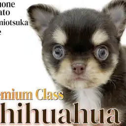 【 チワワ 】小さめサイズのチョコタン色!JKC王者を父にもつプレミアムワンコ!