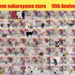 【 10周年 】59頭の卒業生で大倉山店10歳のバースデーパーティー！