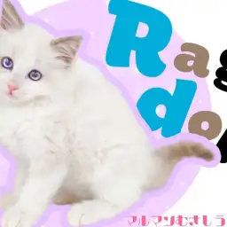 【 ラグドール 】まさにぬいぐるみ!抱っこ大好きハチワレラグドールの男の子