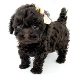 トイ・プードル