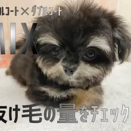 【 マルチワ 】シングルコート×ダブルコートのMIXの抜け毛の量をチェック！