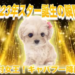 【 キャバプー 】アプリコットでドワーフ系のキャバリアとトイプードルMIX登場!