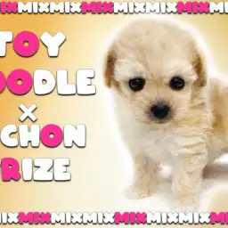 【 ビションプー 】トイプードルとビションフリーぜの目ヂカラ最強なアフロMIX犬