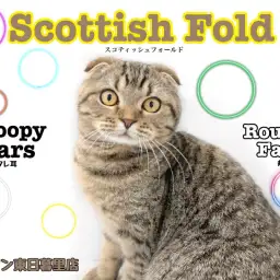 【 スコティッシュフォールド 】可愛すぎる垂れ耳丸顔のスコちゃん