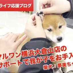 【 柴犬との暮らし 】マルワン横浜大倉山店のサポートで我が子をお手入れ！